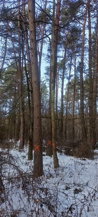 Las. Sprzedam drzewo sosna