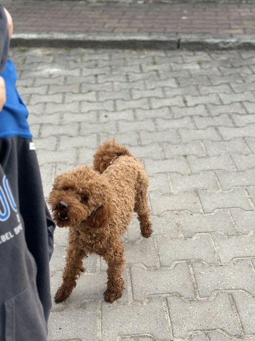 Suczka Cockapoo/ Cocapoo - Cocker Spaniel +Pudel miniaturowy