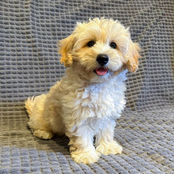 ^^maltipoo^^SUCZKA