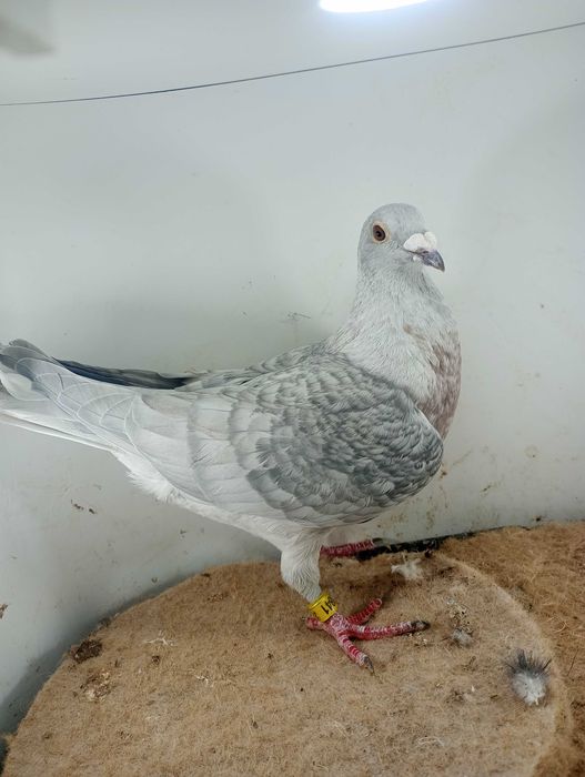 Gołębie pocztowe reduced samce i samice