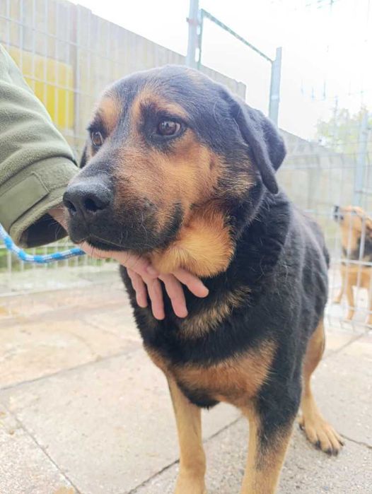 049394 Ballu do adopcji