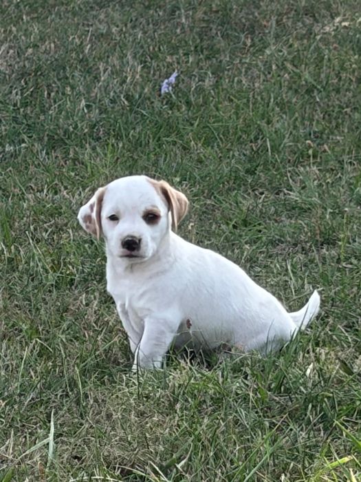 Jack Russell Terrier