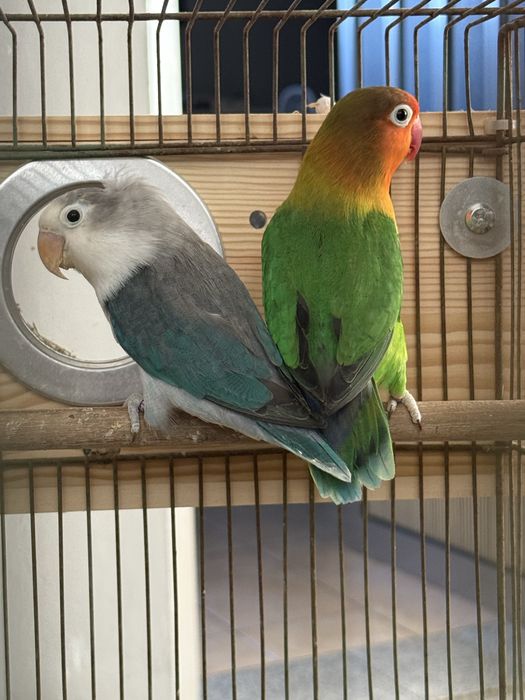 Casal Reprodutor de Agapornis Fischeri