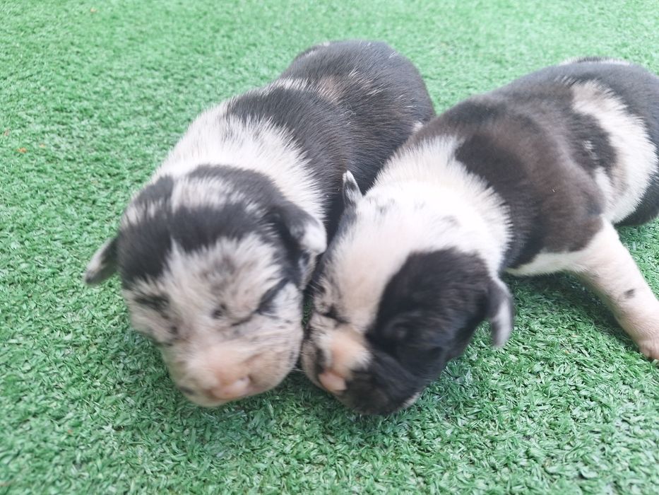 American bully  szczenię  z metryką
