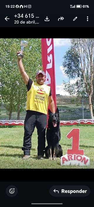 Macho pastor alemão linha de trabalho, filhos campeão CNU Espanhol 2026