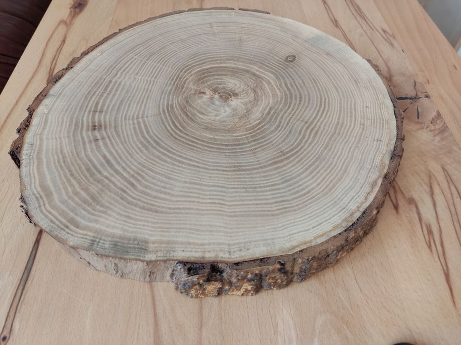 Plaster drewna Jesionu