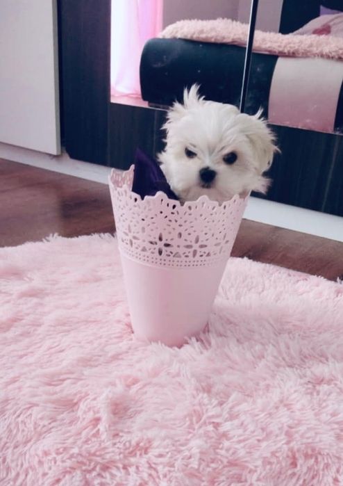 Maltanczyk xxs Rezerwacja po małych rodziczch