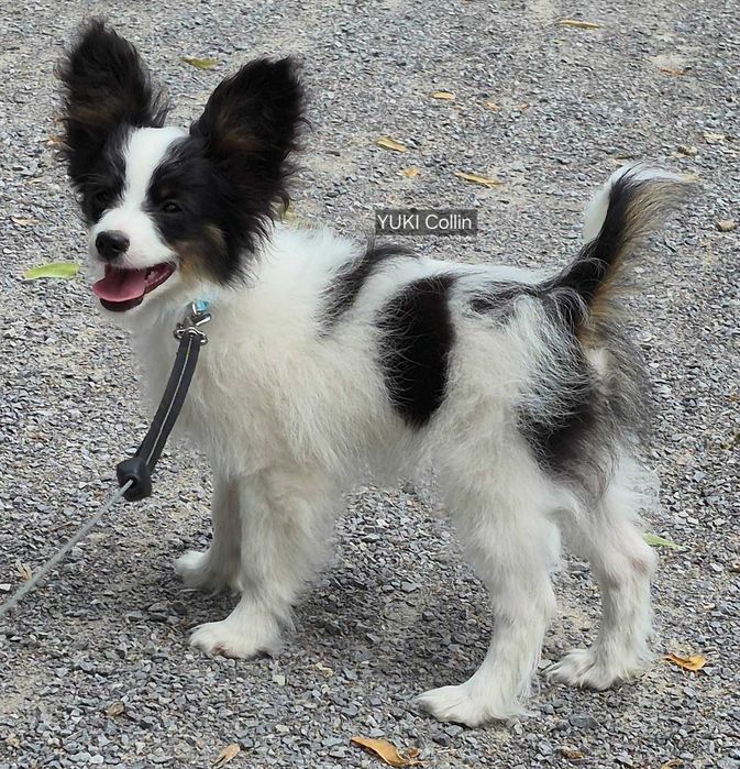 Papillon piesek tricolor ZKwP/FCI