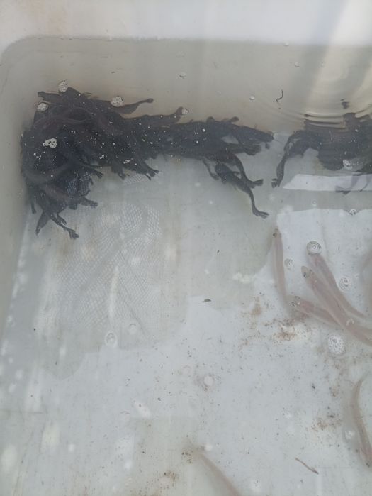 Szczupak Sandacz Sum Karp