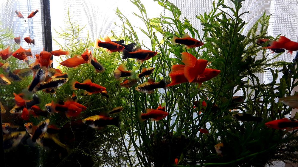 Rybki mieczyki, gupiki,