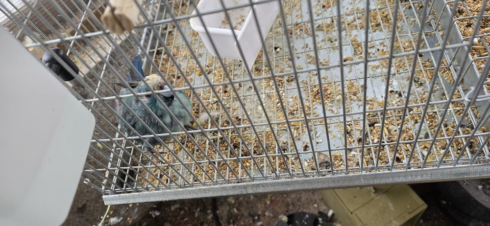 Casal de kakarikis azuis