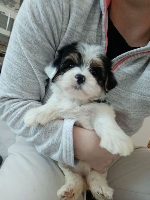 Бівер йорки для вашої родини