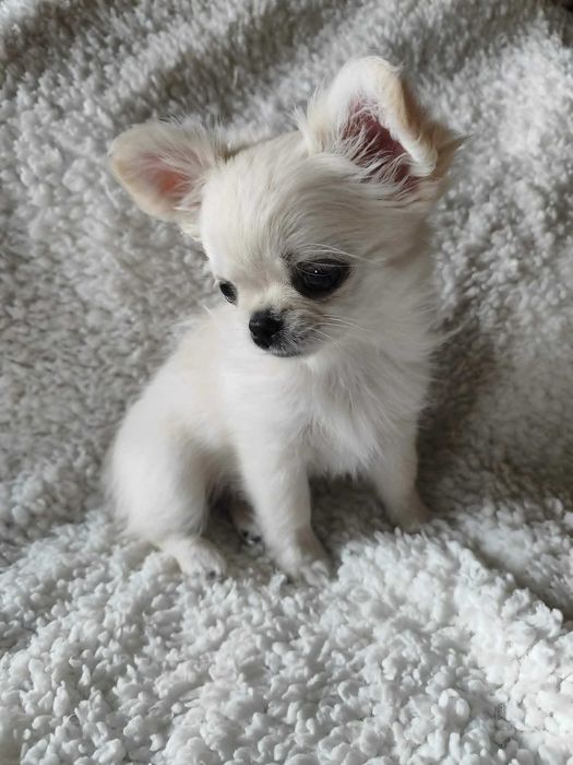chihuahua długowłosa ZkwP FCI