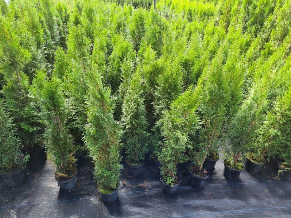 PRODUCENT Tuja Thuja Szmaragd 80-100 cm DONICA 5l max przyjec SUPRAŚL