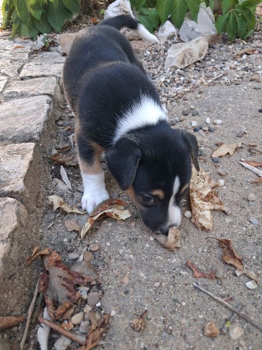 Jack Russel com Border Collie