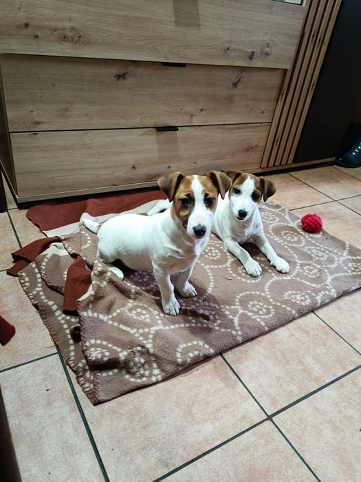 Jack Russell Terrier