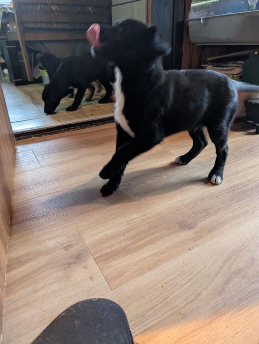 Mam do oddania Suczkei