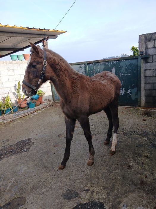 Vendo poldra PSL com 8meses