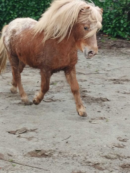 Pônei Appaloosa inteiro