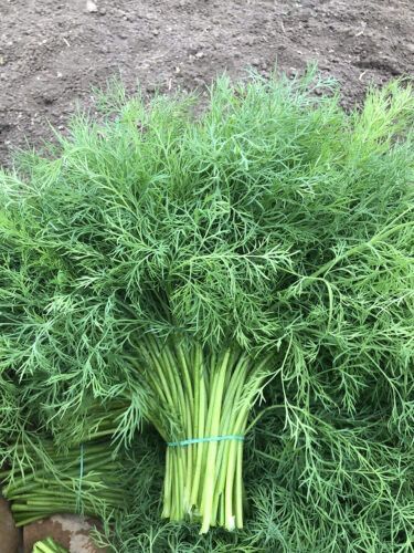 Насіння Кропу ВЕРДО F1 VERDO F1 Семена Укропа