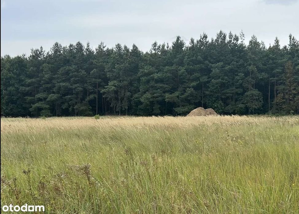 Działka, działki Stronno pod lasem; warunki zabudowy