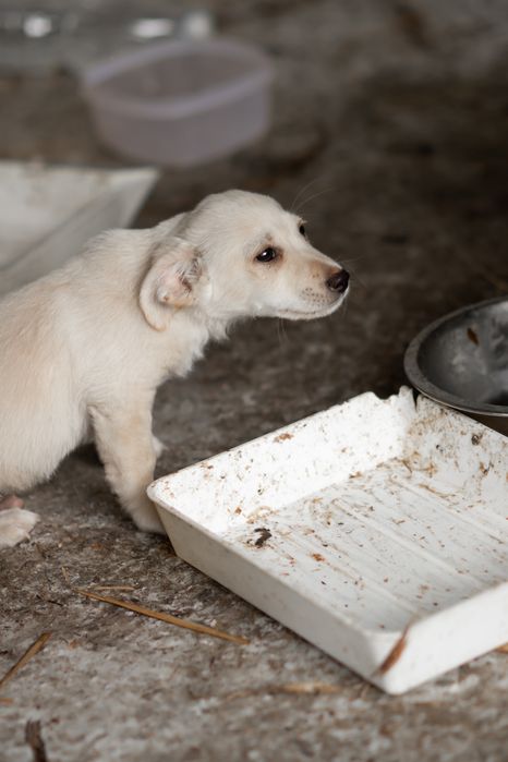 Цуцики відповідальним, добрим людям