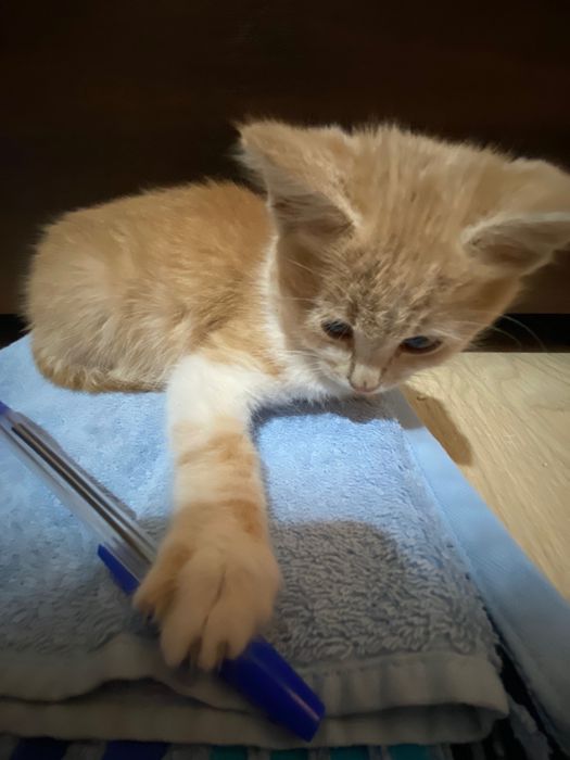 Отдам в хорошие руки