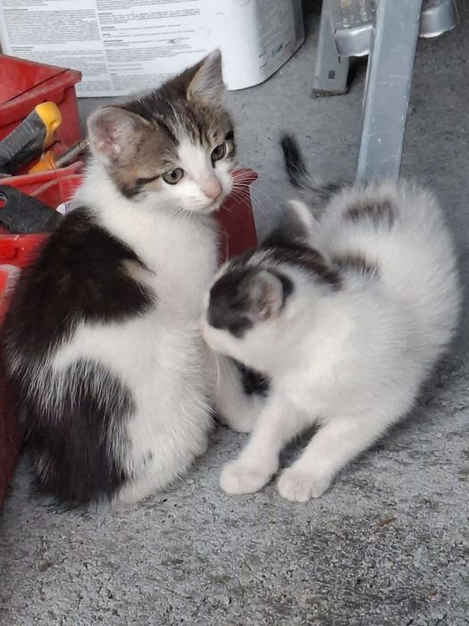 2 czarno białe małe kotki do oddania do adopcji  kocur i kotka