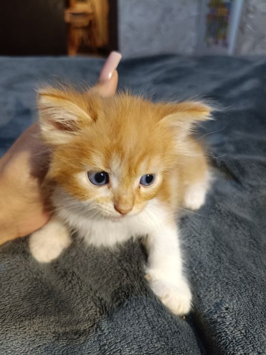 Отдам котят милые