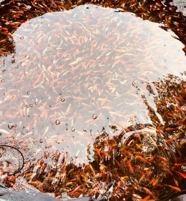 Karaś kolorowy do oczka wodnego