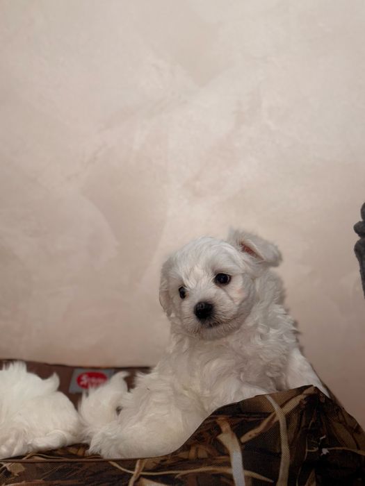 Мальтійська болонка