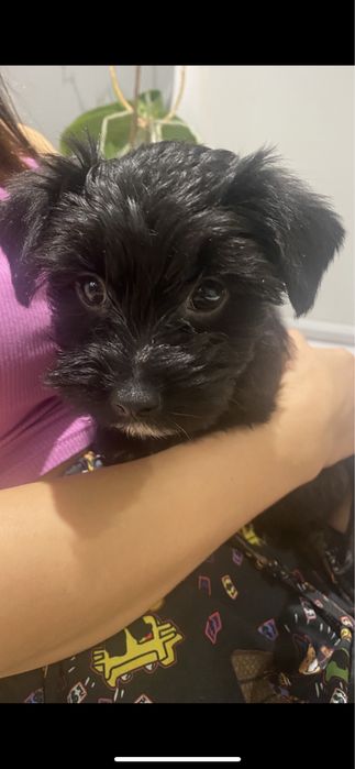 ВЯЗКА: мальчик «Чёрный йорк Бивер