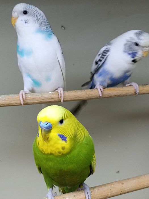 Papużki faliste (samce i samiczki)