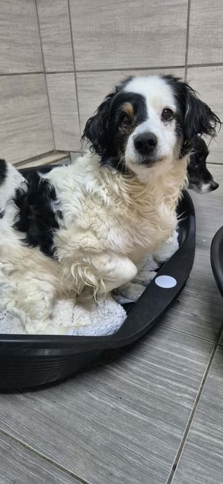 Do bardzo odpowiedzialnej adopcji śliczny piesek