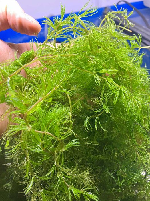 Rogatek (Ceratophyllum demersum)