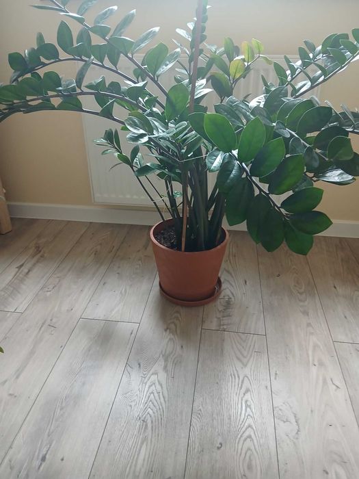 Kwiat zamiokulkas roślina 90 cm wysokości