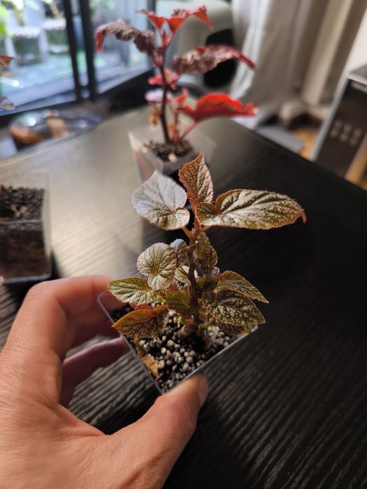 Piękna Begonia U062