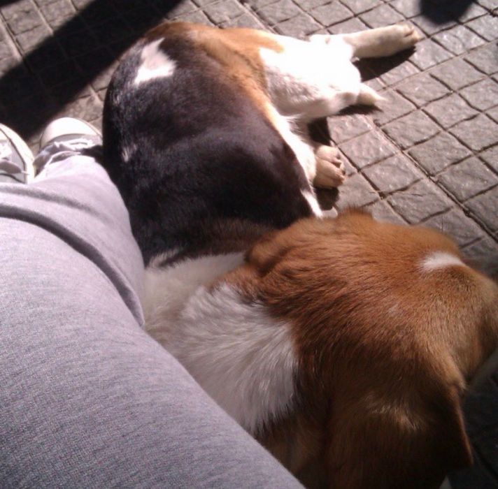 passeio de cães / dog walking - pet sitting (Massamá)
