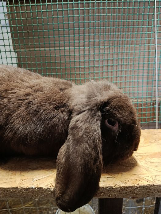 Baran Francuski ( Samiec )