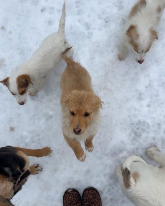 Цуценя - дівчинка