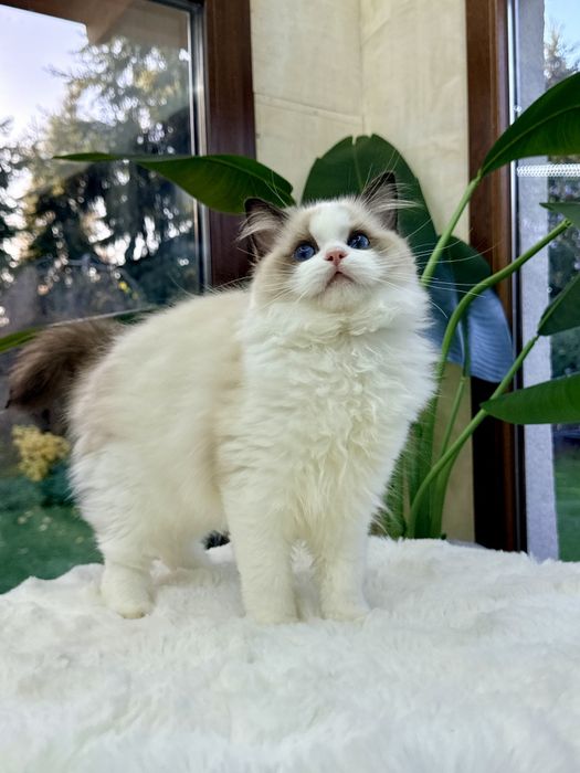 RAGDOLL kotka FPL/ Fife cudowna