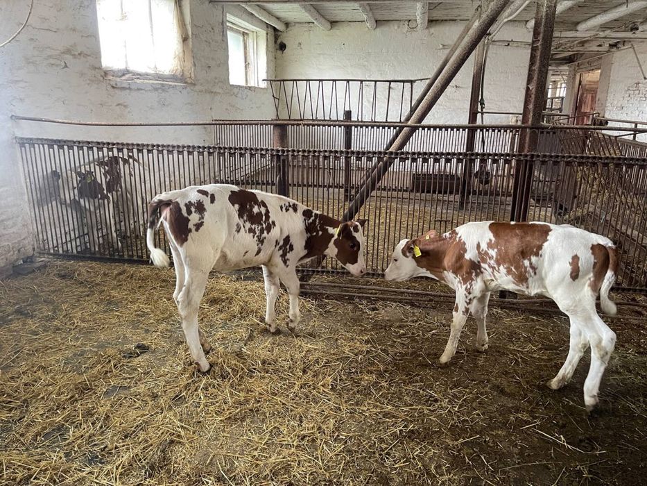 Продамо бички телята