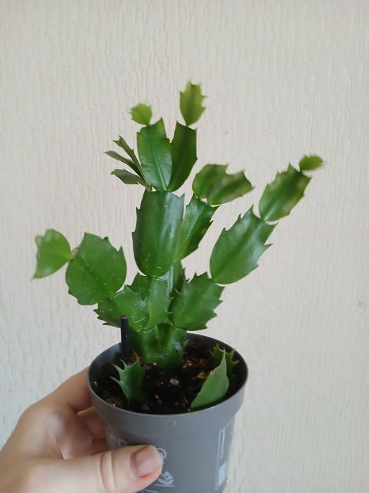 Шлюмбергера Різдвяник рожева червона жовта