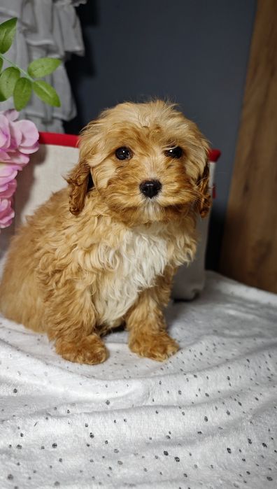 Cavapoo uroczy chłopczyk
