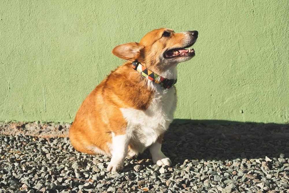 OBROŻA r. S dla małych psów materiałowa regulowana 25-35cm s481