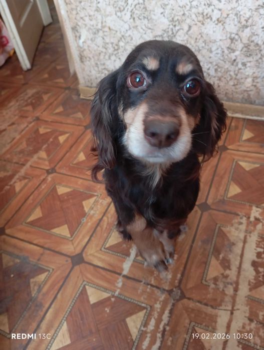 Вітдам собачку в добрі руки