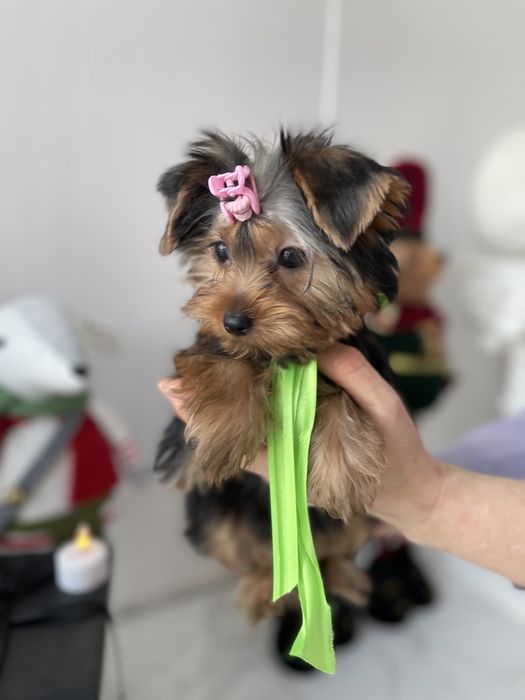 Обіймай і не відпускай  чарівні VIP Йорки тут!