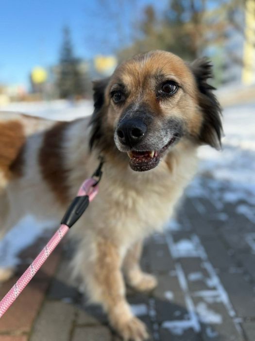 Niewielka suczka do adopcji