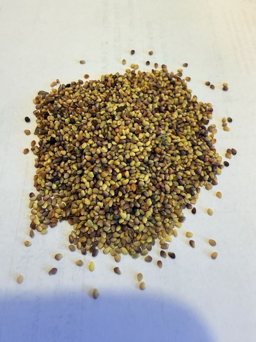 Koniczyna nasiona, czysta. worki 25 kg. Możliwa wysyłka.