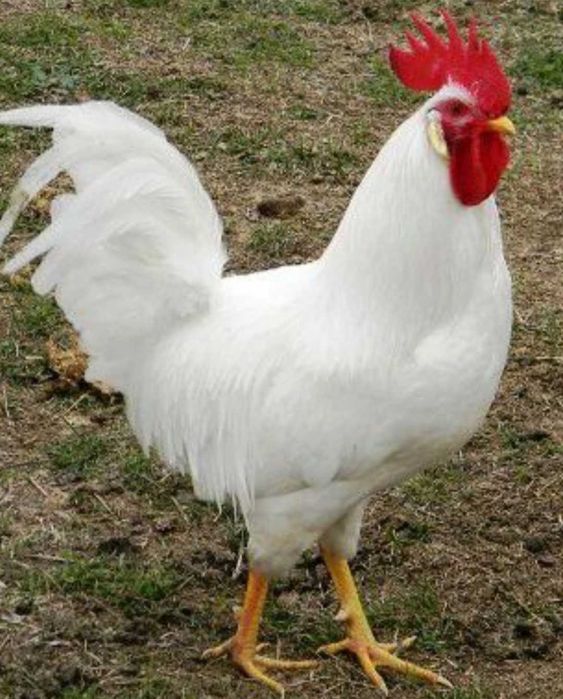 Galos leghorn puros